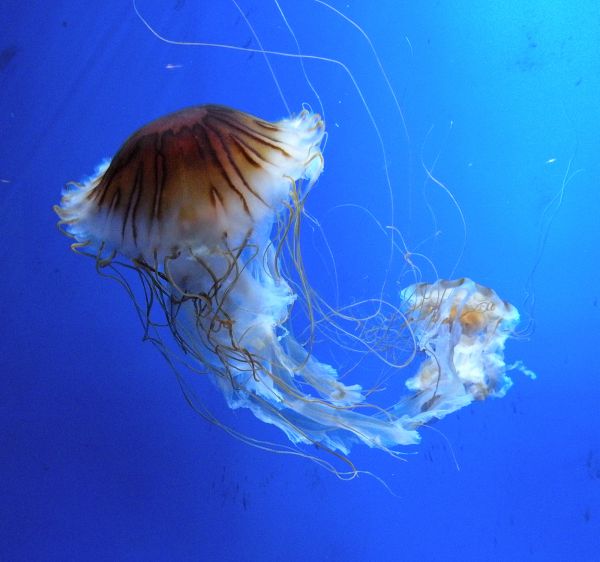 Jellyfish